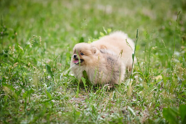 Щенок поморской породы играет на улице
