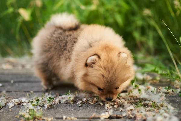 Cute puppy krem Pomorski na ulicy. — Zdjęcie stockowe