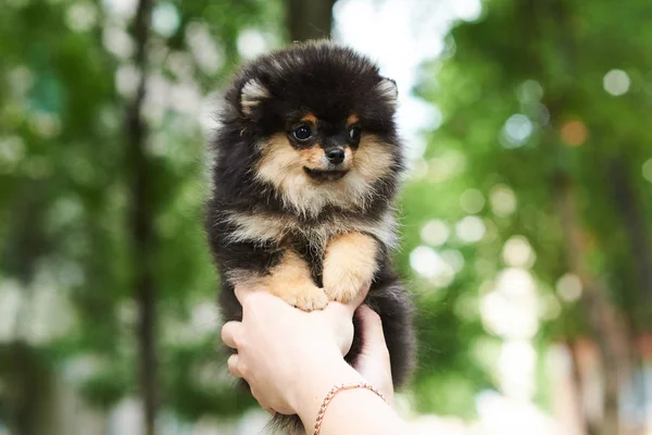 Oscuro lindo cachorro spitz en la mano . — Foto de Stock