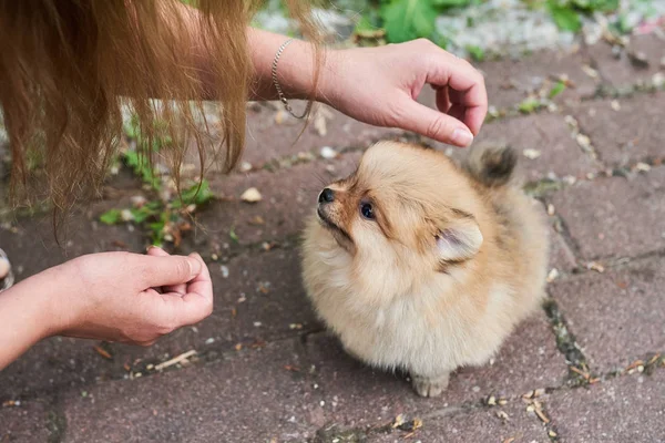 Schattige puppy Cream Pommeren op straat met zijn tong opknoping uit. — Stockfoto