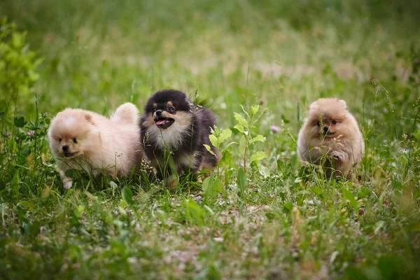 Pomeranian puppies playing in the street — Stock Photo, Image