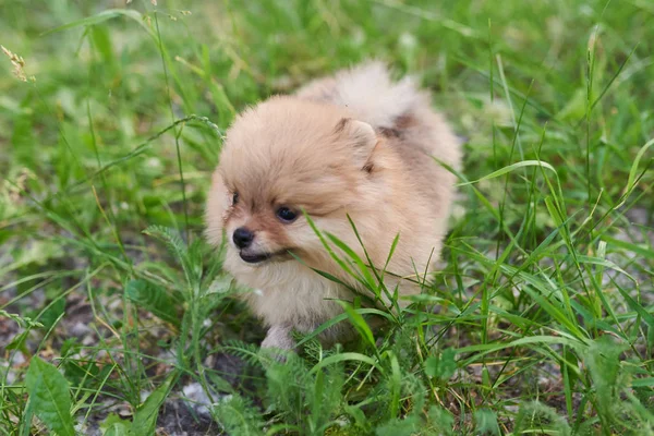 Köpek krem Pomeranian sokakta oynuyor — Stok fotoğraf