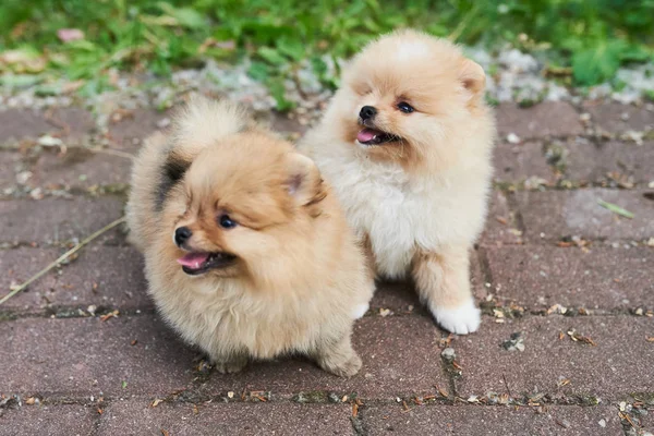 Dois cachorros creme Pomeranian rua . — Fotografia de Stock