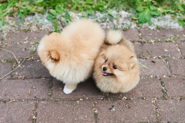 Dos cachorros crema Pomeranian calle . —  Fotos de Stock