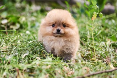 Sokakta Sevimli köpek krem Pomeranian. 