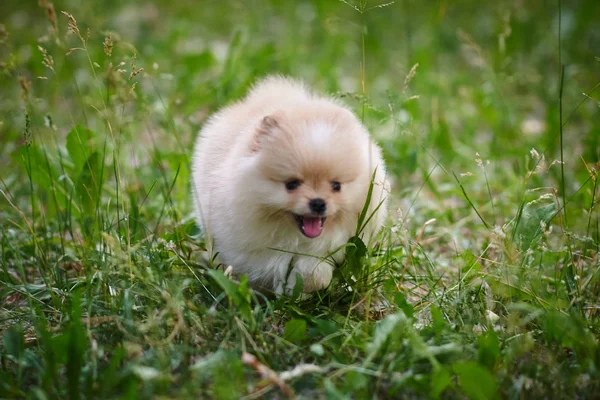 Köpek krem Pomeranian sokakta oynuyor — Stok fotoğraf