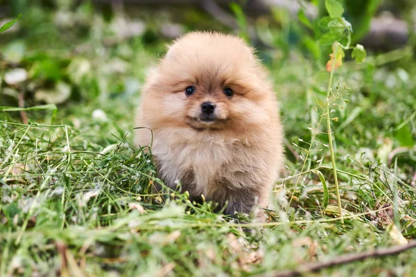 Cute puppy cream Pomeranian on the street. — Stock Photo, Image