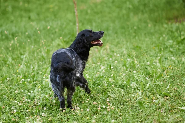 Rus avı Spaniel, dil dışarı, komut bekliyor — Stok fotoğraf