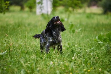 Komik dil dışarı yapışmasını ile Rus avcılık Spaniel