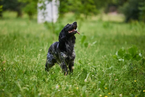 Caza rusa Spaniel con lengua divertida sobresaliendo —  Fotos de Stock