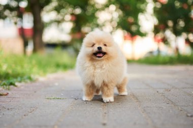 Sokakta Sevimli köpek krem Pomeranian. 