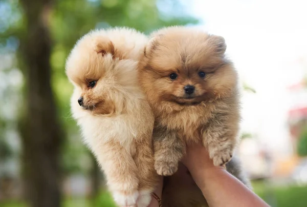 Twee pups van de Spitz crème bij de hand. — Stockfoto