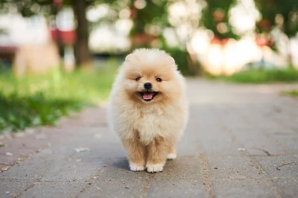 Linda crema de cachorro Pomeranian en la calle con su lengua colgando . —  Fotos de Stock