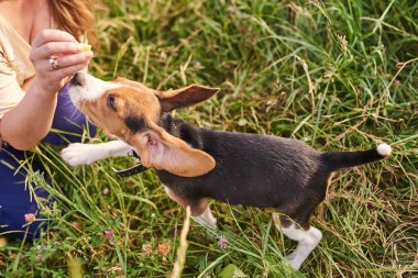 Beagle köpek adam elinde bir tedavi için sıçrar