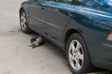 Otoparkta arabanın altında kedi yavruları ile evsiz kedi