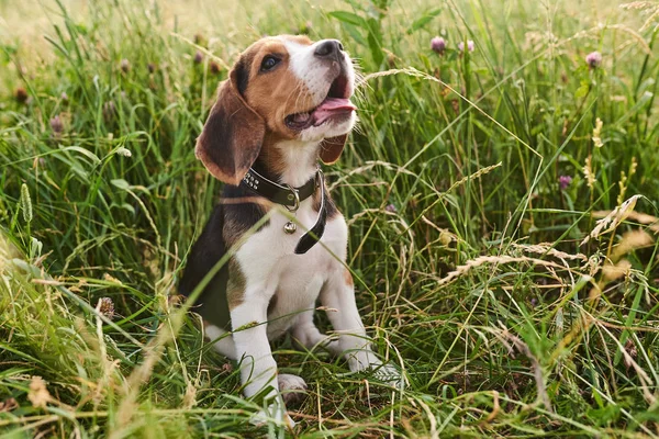 Beagle köpek yavrusu, dil dışarı yapışmasını, çimenlerde oturan ve yukarı bakıyor