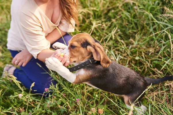 Beagle köpek yavrusu insanın elinden incelik almaya çalışır