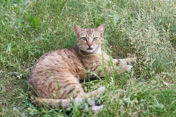 Rayas grises el gato yace en la hierba —  Fotos de Stock