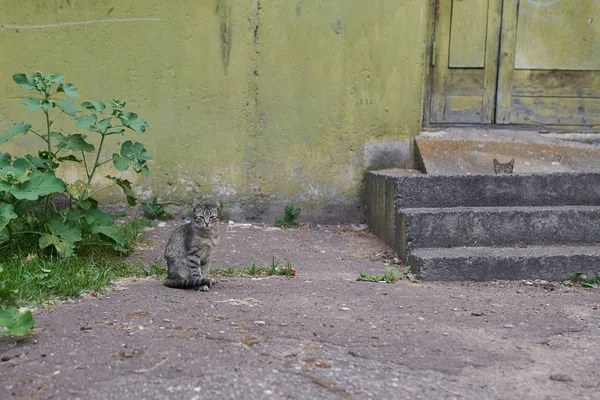Gatos sin hogar rayas grises en la calle cerca de los escalones de una casa —  Fotos de Stock