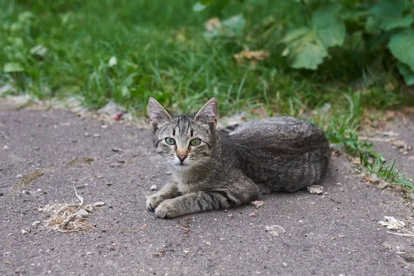 Gato sin hogar de rayas grises tirado en la calle sobre el asfalto —  Fotos de Stock