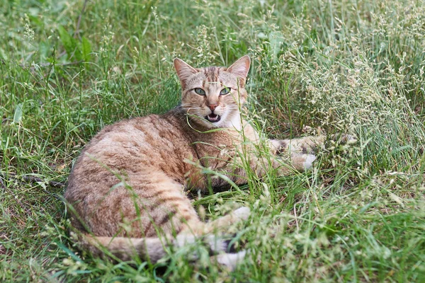 Rayas grises, con la boca abierta, el gato yace en la hierba —  Fotos de Stock