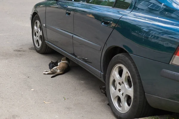 Bezdomovec s koťata pod autem na parkovišti — Stock fotografie