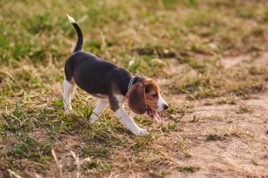 Beagle köpek yavrusu etrafında çalışan, dil dışarı asılı