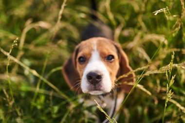 Beagle köpek yavrusu yukarı bakıyor, seçici odak