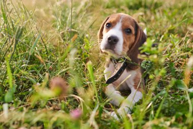 Beagle köpek yavrusu çimenlerde yatıyor