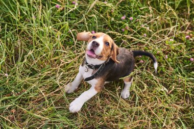 Beagle köpek yavrusu, dil dışarı, çim üzerinde zıplayan komik