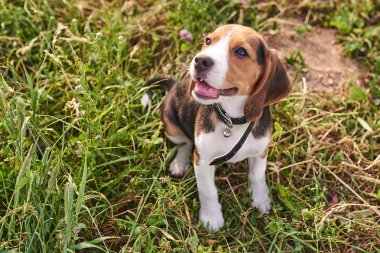 Beagle köpek yavrusu, ağzı açık, çimenlerin üzerinde oturan