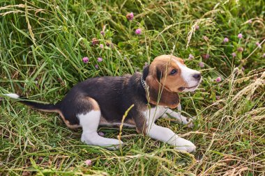 Beagle köpek yavrusu çimenler üzerinde yatan