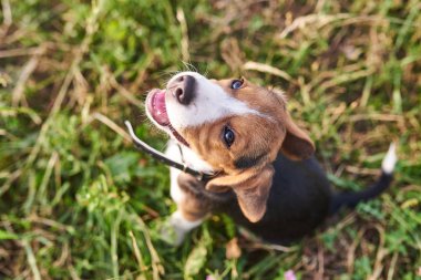 Beagle köpek yavrusu, ağzını açarak, çimenlerin üzerinde oturan ve yukarı bakıyor