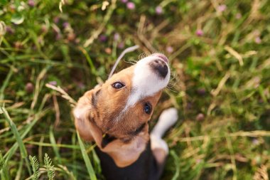 Beagle köpek yavrusu, komik sarılmış kulakları ile, yukarı bakar