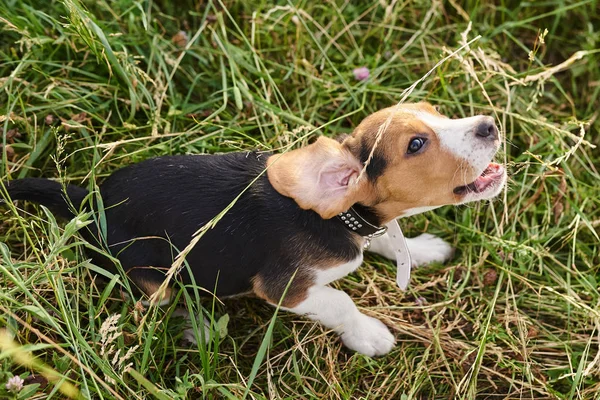 Beagle puppy, met grappig verpakt oor, zittend op het gras — Stockfoto