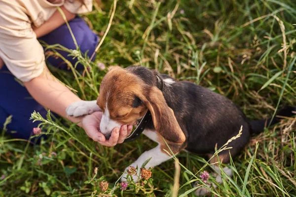 Beagle köpek elinden bir tedavi yiyor