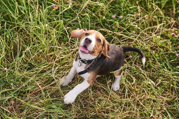 Beagle puppy, tong uit, grappig stuiteren op het gras — Stockfoto