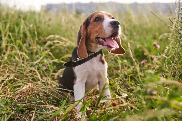 Beagle puppy sitting on the grass, tongue sticking out — Stock Photo, Image