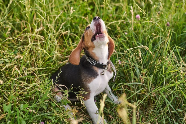 ビーグルの子犬は、彼の口を開き、草の上に座って、見上げる — ストック写真