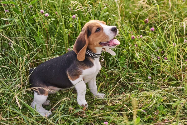 Beagle köpek yavrusu, dil dışarı, çim üzerinde oturan ve yukarı bakıyor