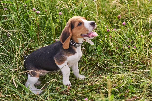 Beagle puppy, tong uit, zittend op het gras en omhoog kijken — Stockfoto