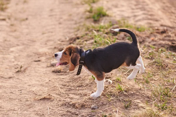 Beagle puppy, tong steken, loopt op het zand — Stockfoto