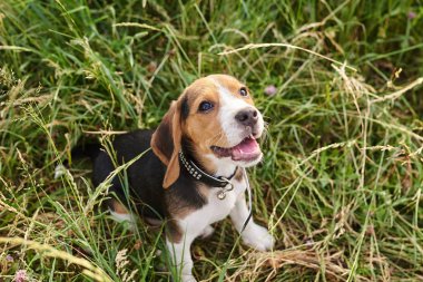 Beagle köpek yavrusu, ağzı açık, çimenlerin üzerinde oturan ve yukarı bakıyor