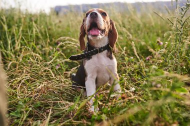 Beagle köpek yavrusu, ağzını açarak, çimenlerin üzerinde oturan ve yukarı bakıyor