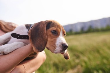 Adam elinde Beagle köpek yavrusu
