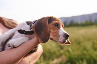 Beagle köpek yavrusu uzak adam ellerine bakar
