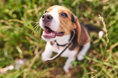 Beagle köpek yavrusu, ağız açık, çim üzerinde sıçrayan, seçici odak