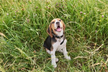 Beagle köpek yavrusu, yüzünde sevimli bir ifade ile, çim üzerinde oturan ve yukarı bakıyor