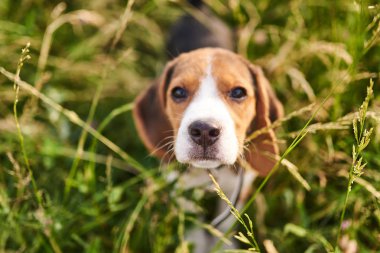 Beagle köpek yavrusu, yukarı bakıyor, seçici odak