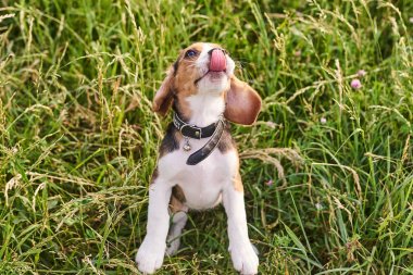 Beagle köpek yavrusu, çim üzerinde oturan burnunu yalar